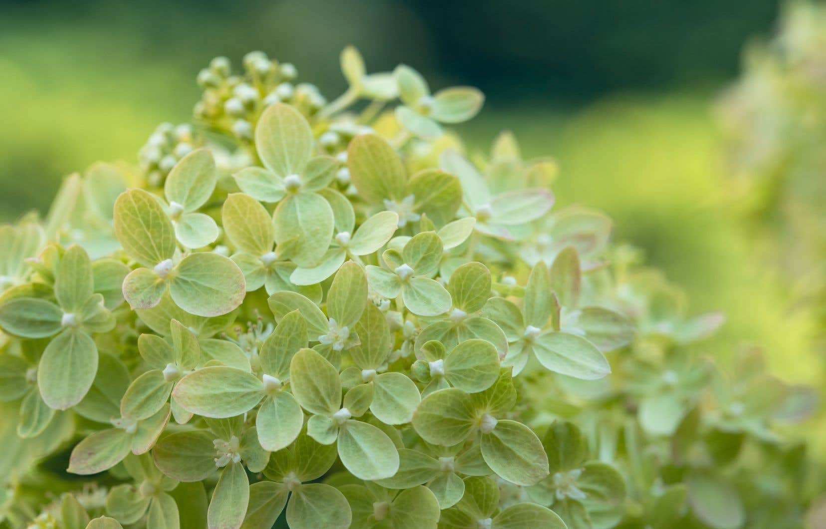 « Hydrangea paniculata » ’Limelight’