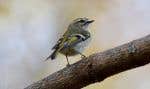 Les oiseaux dont le chant est plus aigu, comme le roitelet à couronne dorée, restent au sommet des arbres, profitant davantage de la portée du vent.