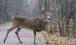 L’inventaire de 2023 avait révélé que le parc Michel-Chartrand comportait 117 cerfs, alors qu’un parc de cette taille ne peut soutenir qu’une quinzaine d’individus au maximum.