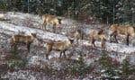 L’interdiction de récolte forestière par le fédéral touche 300 000 hectares de forêt pour protéger l’habitat des hardes de Charlevoix et de Val-d’Or, ainsi qu’un million d’hectares pour la harde du Pipmuacan.