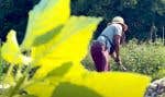 Partenaire de l’Ujamaa Learning Farm, la St. James Town Community Co-op, à Toronto, collabore avec des fermières urbaines d’origine africaine.