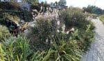 Des plantes indigènes dans un parc urbain à l’angle de l’avenue Van Horne et de la rue St-Urbain, à Montréal