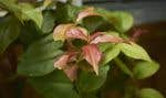 « Pereskia aculeata » var. « odseffiana »