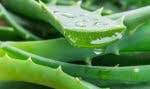 « Aloe vera »