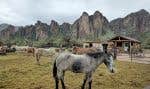 Le Saguaro Lake Guest Ranch avec les majestueuses Bulldog Cliffs en toile de fond